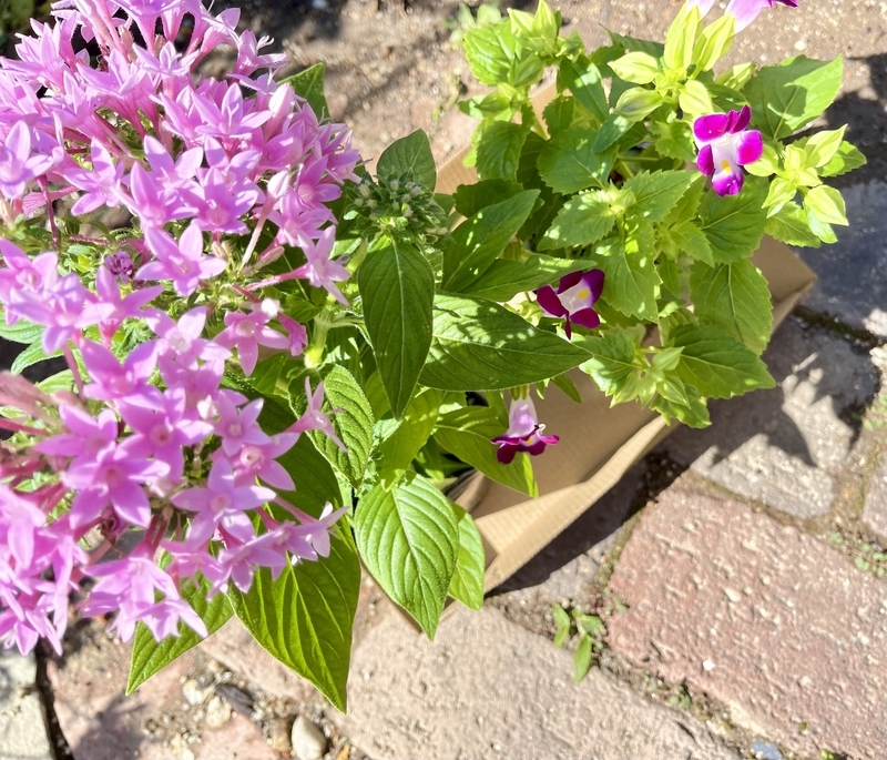 ペンタスとトレニアの寄せ植えを作りました その後 直しました Flower Diary
