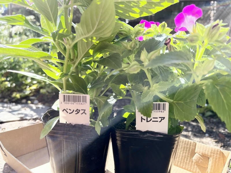 ペンタスとトレニアの寄せ植えを作りました その後 直しました Flower Diary