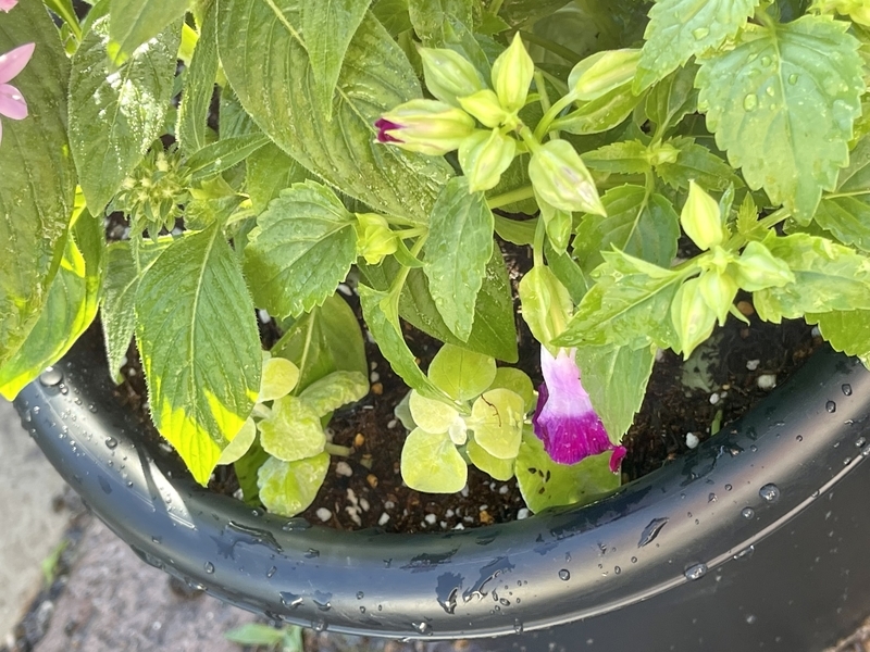 ペンタスとトレニアの寄せ植えを作りました その後 直しました Flower Diary