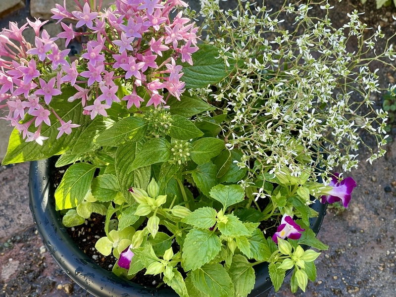 ペンタスとトレニアの寄せ植えを作りました その後 直しました Flower Diary