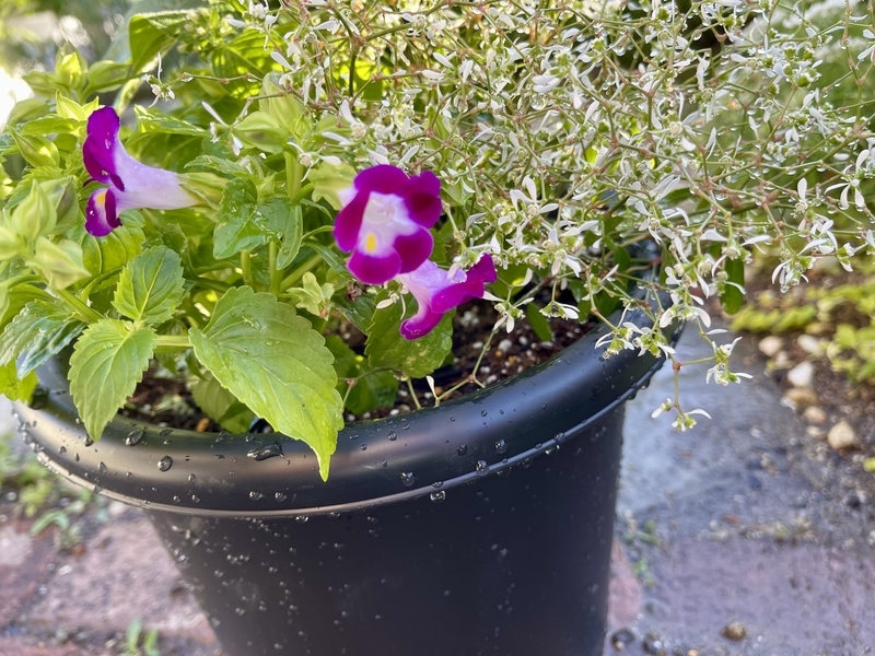 ペンタスとトレニアの寄せ植えを作りました その後 直しました Flower Diary