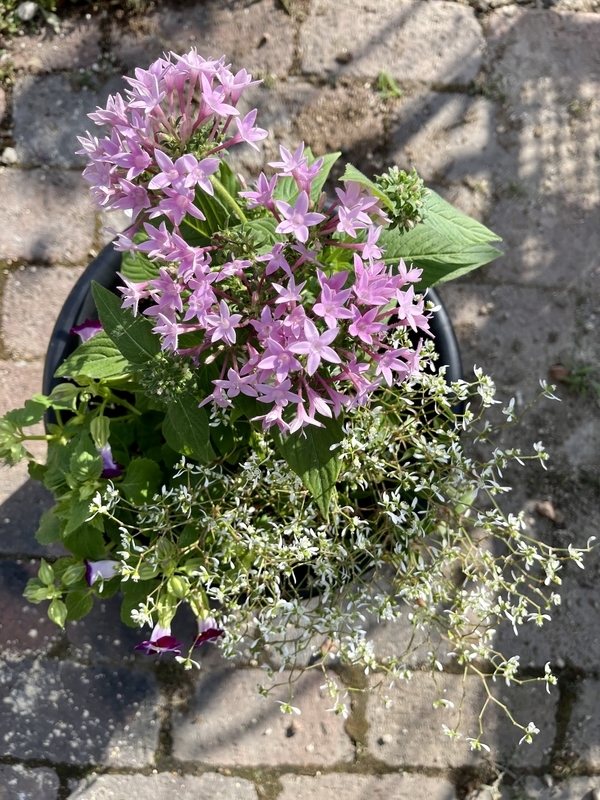 ペンタスとトレニアの寄せ植えを作りました その後 直しました Flower Diary