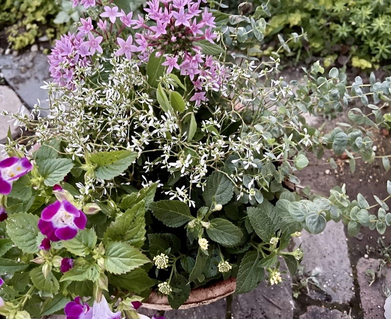 ペンタスとトレニアの寄せ植えを作りました その後 直しました Flower Diary