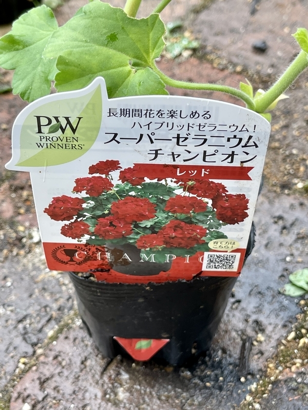 スーパーゼラニウム チャンピオン