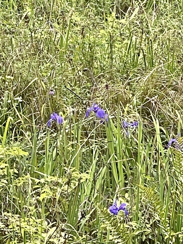 ノハナショウブ　タカドヤ湿地