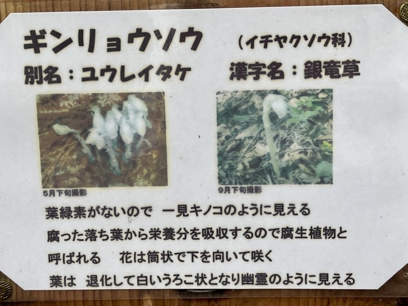 ギンリョウソウ　タカドヤ湿地