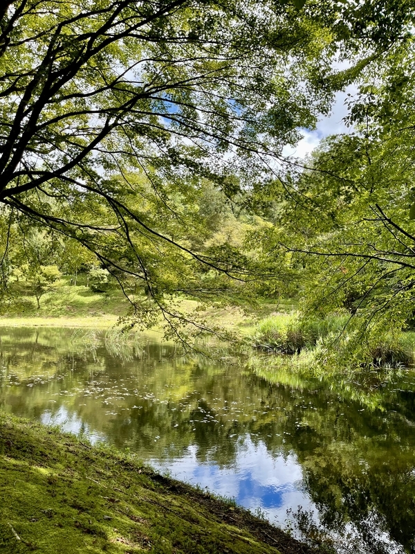 タカドヤ湿地