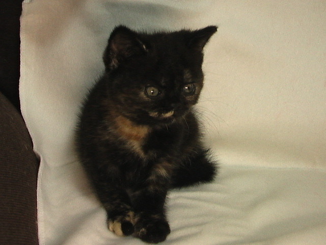 f:id:everrettmama:20090922110535j:image