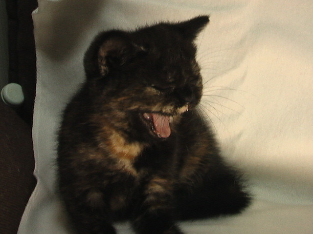 f:id:everrettmama:20090922110609j:image