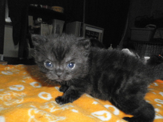 f:id:everrettmama:20120106211503j:image:w360