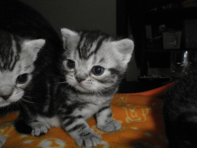 f:id:everrettmama:20120106211619j:image:w360