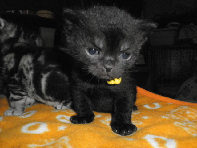 f:id:everrettmama:20120106211729j:image:w360