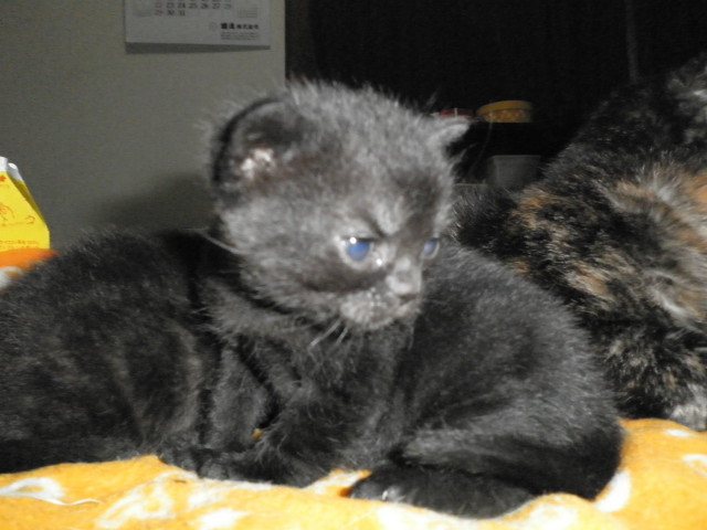 f:id:everrettmama:20120106211847j:image:w360