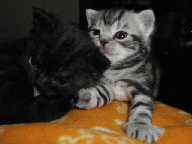 f:id:everrettmama:20120106213922j:image:w360