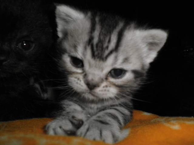 f:id:everrettmama:20120106213951j:image:w360