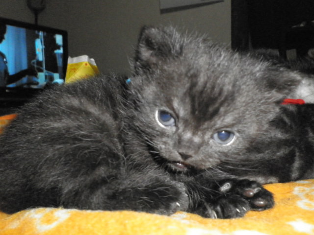 f:id:everrettmama:20120106214059j:image:w360