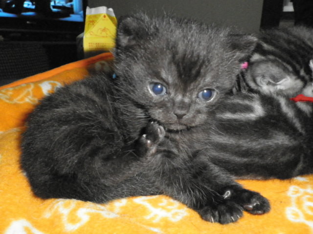 f:id:everrettmama:20120106214112j:image:w360