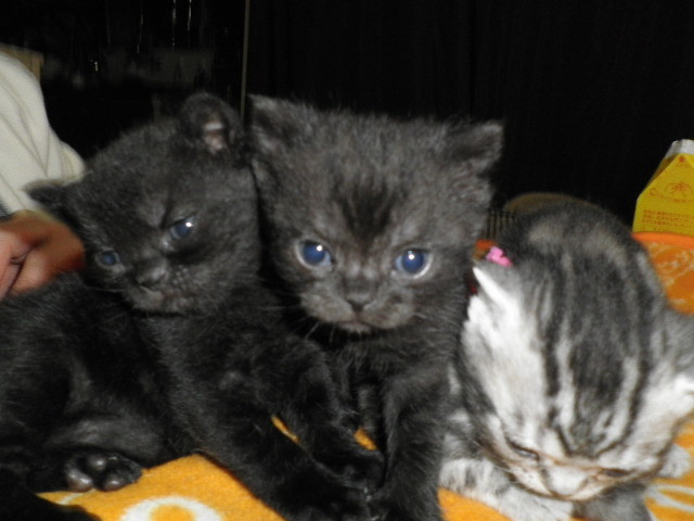 f:id:everrettmama:20120106214357j:image:w360