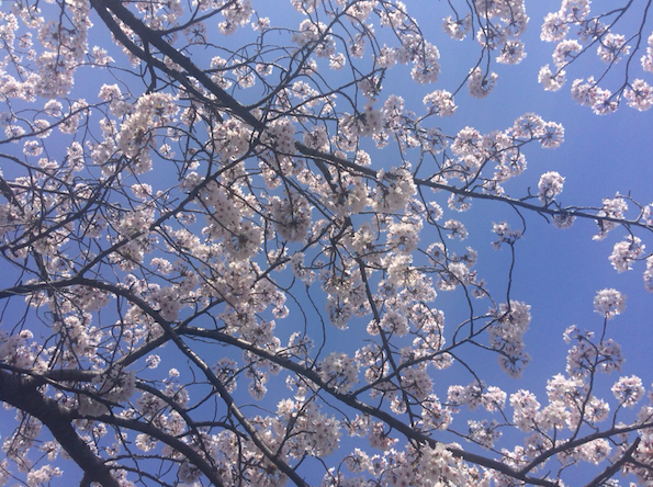 シングルマザーになって初めてのお花見は