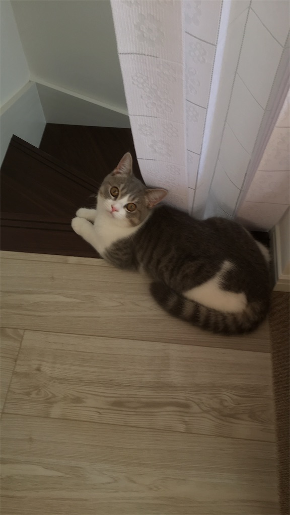 f:id:everydaypocoapoco:20181012110924j:image
