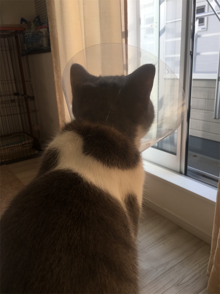 f:id:everydaypocoapoco:20181221130506j:image