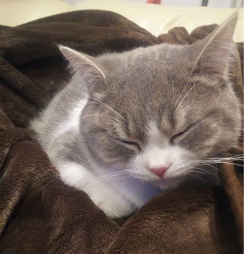 f:id:everydaypocoapoco:20190109142122j:image