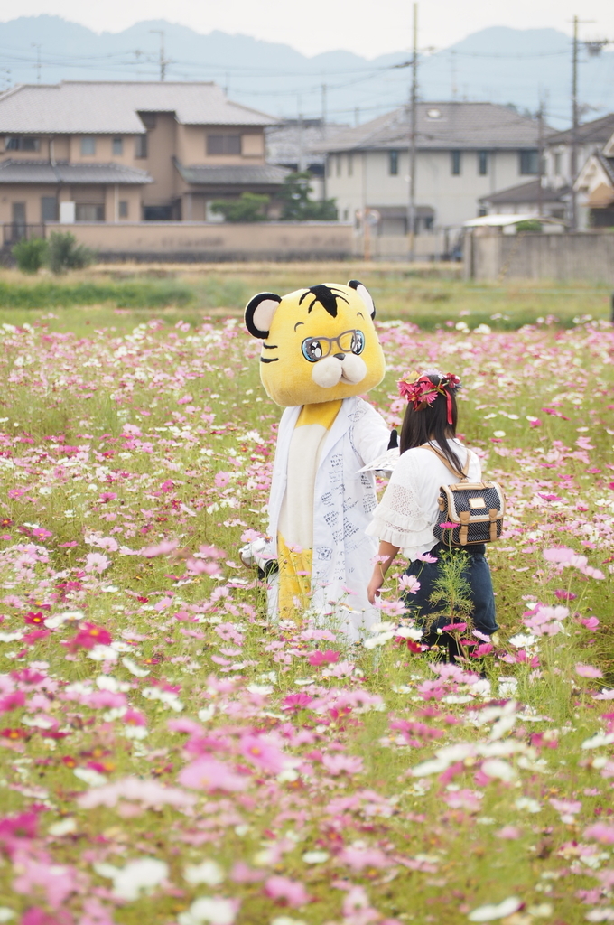 f:id:everynae-0508:20181125080429j:plain