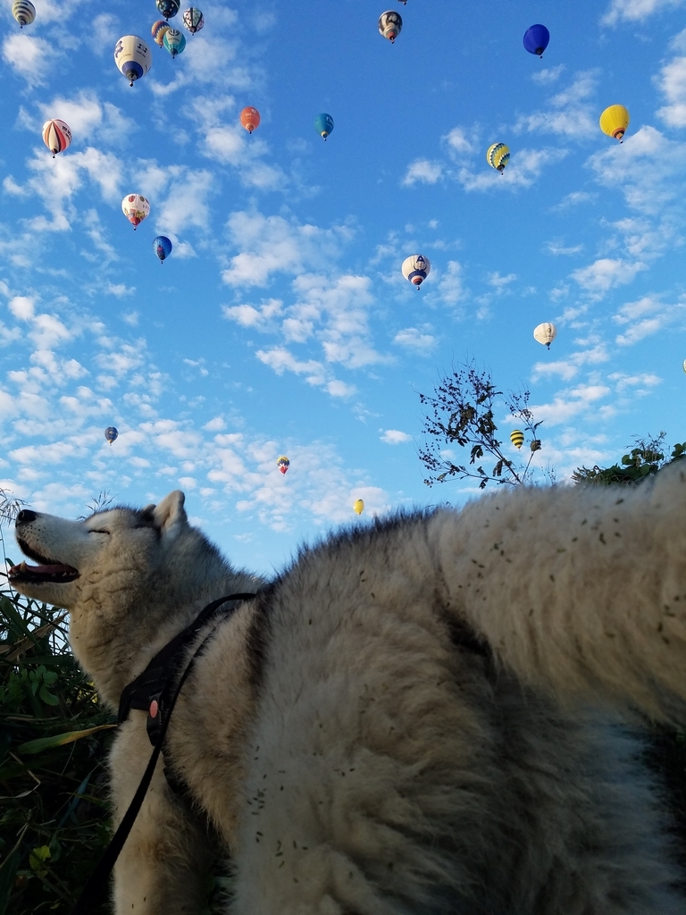 f:id:everynae-0508:20181211224837j:plain