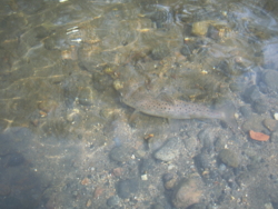 f:id:evoinp_p:20051205130431j:image