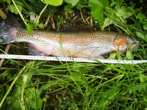 f:id:evoinp_p:20100623125826j:image