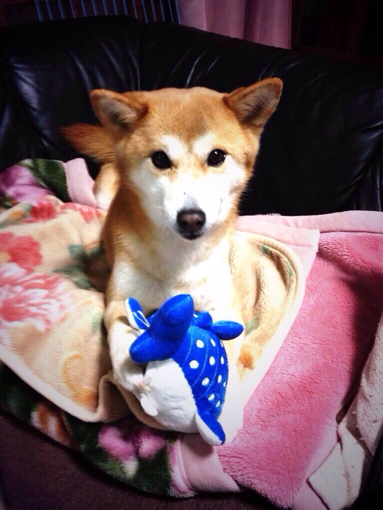f:id:ewakaba:20210110153440j:plain