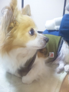 うちの犬
