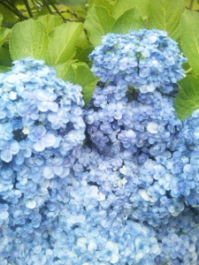 花写真