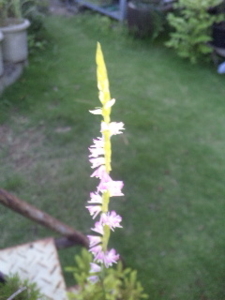 花写真