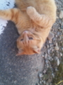 猫写真