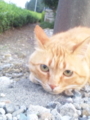 猫写真