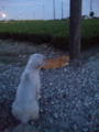 うちの犬