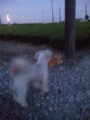 うちの犬