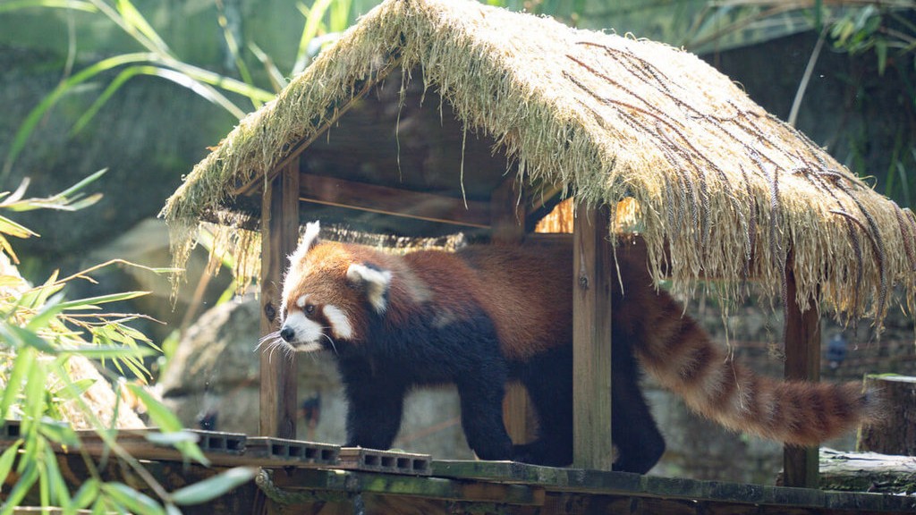 台北動物園の旭山動物園から来たレッサーパンダ