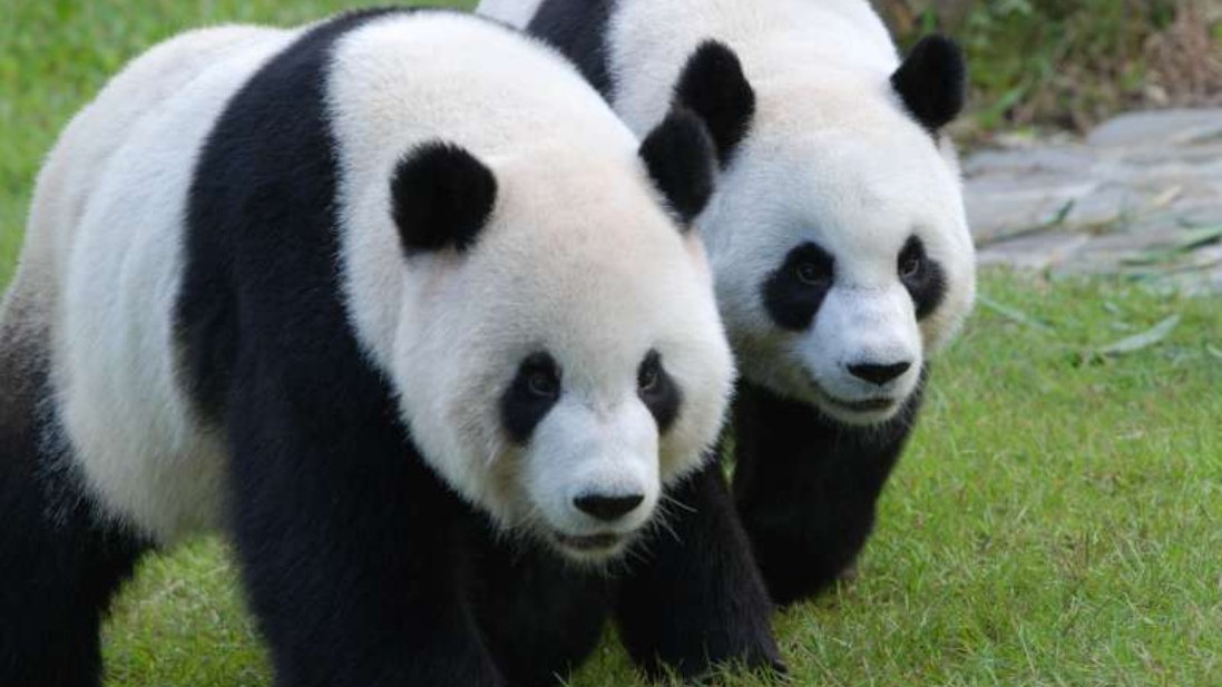台北動物園のジャイアントパンダ