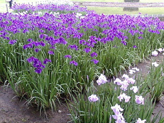 f:id:exajoe:20080531165400j:image:right