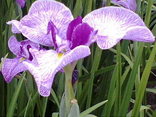 f:id:exajoe:20080531165746j:image:left