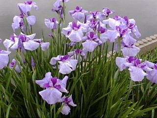 f:id:exajoe:20080531165855j:image:left