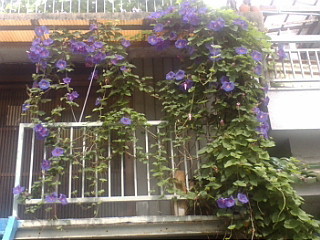 f:id:exajoe:20080629093248j:image:left