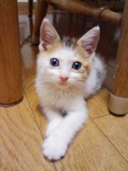 f:id:exajoe:20080723203810j:image