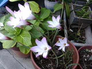 f:id:exajoe:20080801184318j:image:left f:id:exajoe:20080801184318j:image:left