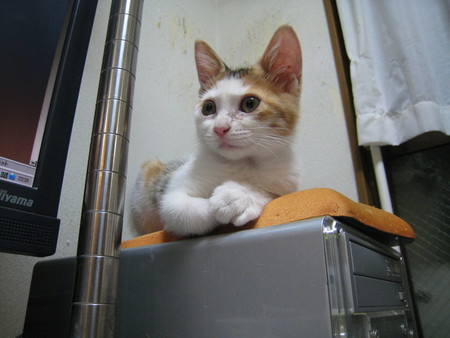 f:id:exajoe:20080819223118j:image:left f:id:exajoe:20080819223118j:image:left