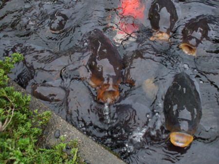 f:id:exajoe:20110430100313j:image:w360:left