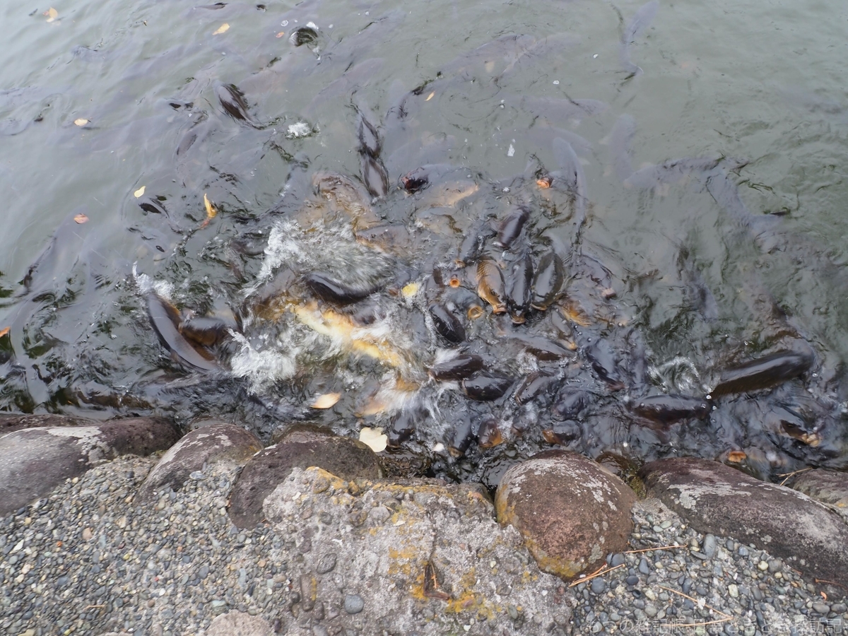 f:id:exceed-yukikaze:20200316213617j:plain f:id:exceed-yukikaze:20200316213617j:plain