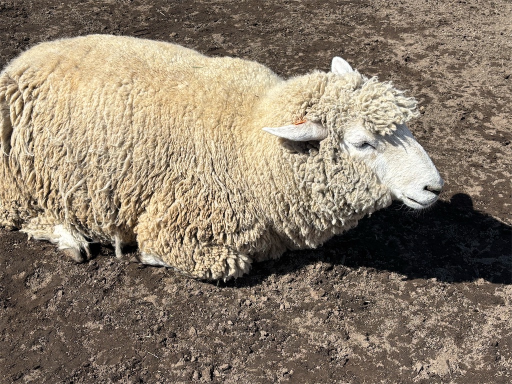 f:id:exloyks:20250405130748j:image